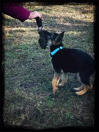 Pin On Our German Shepherd Puppies Christian Guardian Shepherd