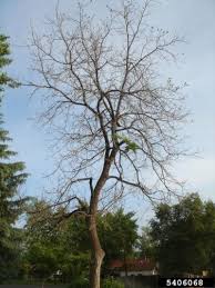Several years ago, a company advertised in the local paper to say they were interested in purchasing such trees. Dying Black Walnut Tree What Does A Dead Black Walnut Look Like