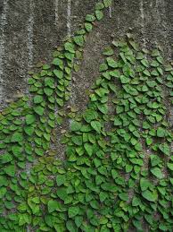 Image result for ficus pumila