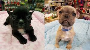 Quality french bull dog pups with full american kennel club certification available. 2 French Bulldog Puppies Stolen From Friendly Pets In Greensboro Wfmynews2 Com