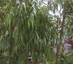 Image result for Eucalyptus citriodora