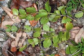 Image result for Crossopetalum