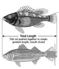 Finfish Regulations New Jersey Saltwater Fishing Regulations 2020 Eregulations
