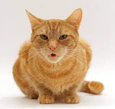 kakim dolzhen byt nos u zdorovyh koshek i kotov mokryj ili suhoj holodnyj ili tyoplyj osnovnye funkcii organa i priznaki ego zabolevaniya