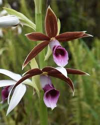 Image result for Monodora grandidieri