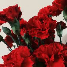 From crimson to ruby, its rich hues have a way of. Red Aesthetic Red Flowers And Flower Aesthetic Image 6004184 On Favim Com