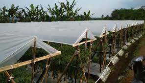 Maybe you would like to learn more about one of these? Sukses Bertanam Cabai Musim Hujan Kombinasi Rain Shelter Dan Pestisida Nabati