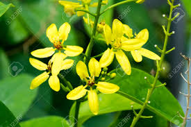 Image result for Malpighiaceae