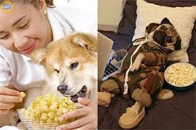 If your dog ate popcorn kernels, you likely have nothing to worry about. Is It Safe For Dogs To Eat Popcorn Click To Find Out Can Dogs Eat Dog Eating Dogs