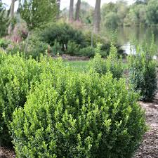 Small leaf box 'winter gem'. Sprinter Boxwood Buxus Microphylla Proven Winners