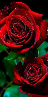 Image result for tbn:ANd9GcQzWo5lBIPWKebvy1oRkgh5c-dE8XiN3VXZR7m1YtZmdakAs_N-Mhco6w:http://www.cqham.ru/flower.gif