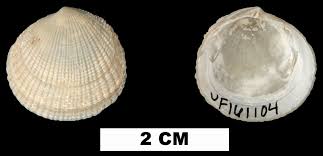 Image result for Ctenium newtonii