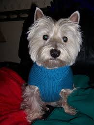 Knitted dog sweater comet's knitted dog sweater is designed for beginning knitters the patterns are. Ravelry Basic Knitted Dog Sweater Pattern By Judith L Swartz