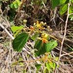 Image result for Grewia trichocarpa