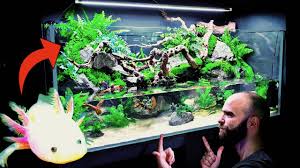 The terms terrarium, vivarium and paludarium are commonly used by herpetoculturists, and in many cases, they're used somewhat interchangeably. Huge Natural 4ft Aqua Terrarium Paludarium Planted Tank Rehoming Pancho My Axolotl How To Youtube