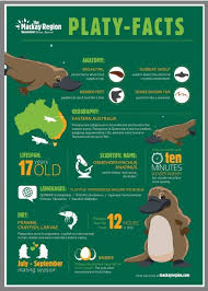 What You Need To Know About Finding Platypus In Eungella National Park Platypus Animal Infographic Animals Information