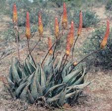 Image result for Aloe christianii