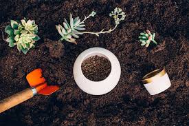 Lo que ambas plantas tienen en común son sus partes anatómicas especializadas que les permiten sobrevivir largos periodos de sequía. Formula Secreta Sustrato Para Cactus Y Suculentas Mi Mercadito Macetas Deco Cactus Suculentas