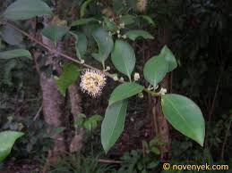 Image result for Pisonia aculeata