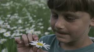 Cute boy holding daisy in field. Creative. Boy tore off daisy leaf for  wish. Boy