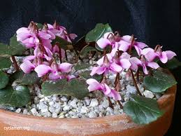 Image result for Cyclamen parviflorum