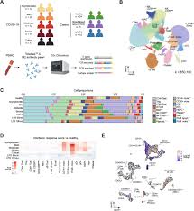 20:09 rpp tatap muka di satuan pendidikan pada umumnya menggambarkan aktivitas belajar para siswa di dalam kelas. The Cellular Immune Response To Covid 19 Deciphered By Single Cell Multi Omics Across Three Uk Centres Medrxiv
