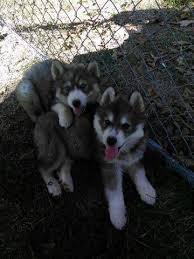We did not find results for: Brown Husky Blue Eyes Puppy Cuteanimals