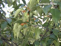 Image result for Celastraceae