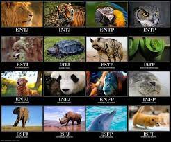 Mbti Animals Dolphin And Cat Mbti Animals Mbti Mbti Personality