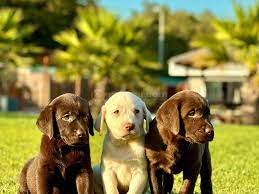 Labrador Puppy 2