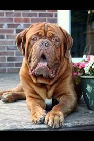 2 Year Old Male For Sale Newton Abbot Devon Pets4homes Huge Dogs Dog Breeds Mastiffs