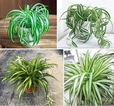 Image result for Chlorophytum africanum