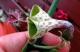 Image result for Ceropegia haygarthii