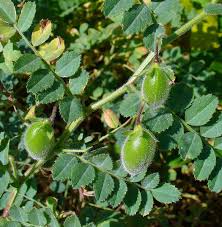 Image result for Cicer