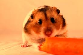 Mar 24, 2021 · roborovski hamsters are perfectly capable of eating any decent quality mixed hamster food. Hamster Eating A Carrot Tony Karlsson Flickr