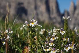Euphrasia Augentrost Augentrost Pflanzen Heilpflanzen