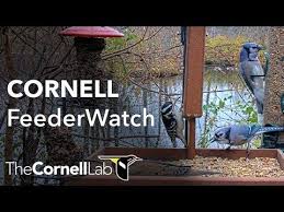 Watch The Birds Of Sapsucker Woods Visit The Feeders Outside The Cornell Lab Of Ornithology In Ithaca Ny Viewing Wildlife Cornell Birds Wild Birds