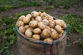 Maybe you would like to learn more about one of these? The Difference Between Tubers Root Crops