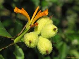 Image result for Argyrolobium tomentosum