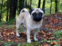 Dennoch können sie nicht sicher sein, wann er auch wirklich seine endgültige größe erreicht haben wird. Mops Wikipedia