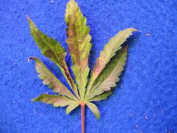 Rust is caused by a group of fungi from the pucciniales order. What Causes Red Stems In Cannabis Plants Grow Weed Easy