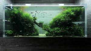 Photographer, designer and the father of aquascaping takashi amano has become the father of aquascaping. Aquascaper Takashi Amano Steemit