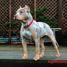 Merle Tri Color Pitbull Bully Breeds Dogs Pitbull Terrier Pitbull Puppies