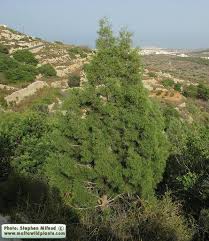 Check spelling or type a new query. Tetraclinis Articulata Sandarac Gum Tree SiÄ¡ra Tal GÄ§argÄ§ar Garden Design Tree Wild Plants