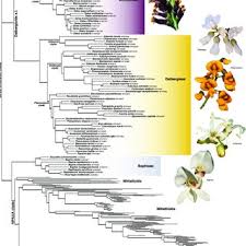 Image result for Ophrestia radicosa