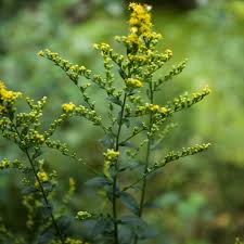 Image result for Solidago