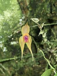 Image result for Cynorkis clarae