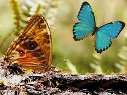 Dependendo da espécie, o tamanho das borboletas pode variar entre três milímetros e 30 centímetros. Por Que As Asas De Borboletas Sao Coloridas Mundo Ecologia