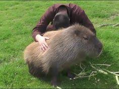 Eti Yenen Fare Kapibara Largest Mouse Capybara Hayvanlar
