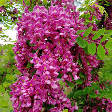 Image result for Margaretta rosea